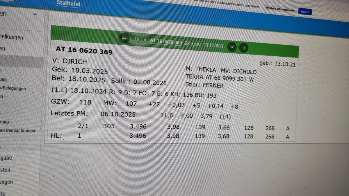 Tiroler Grauviehkuh Bio 2