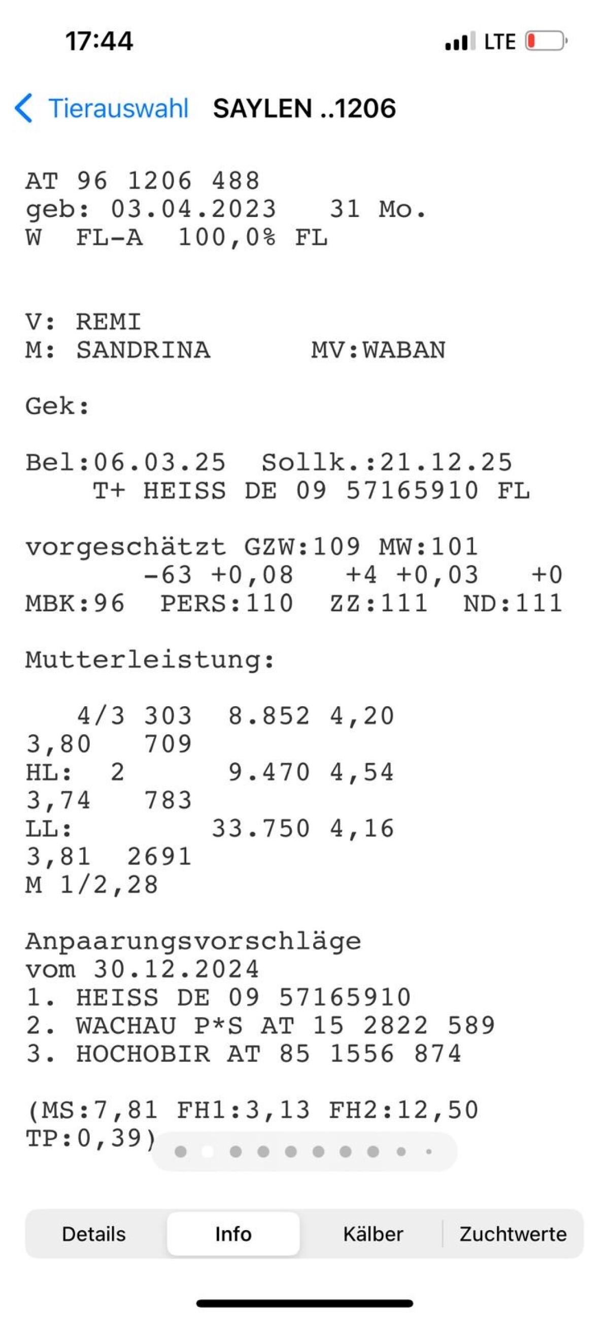 Trächtige Fleckviehkalbinnen 2