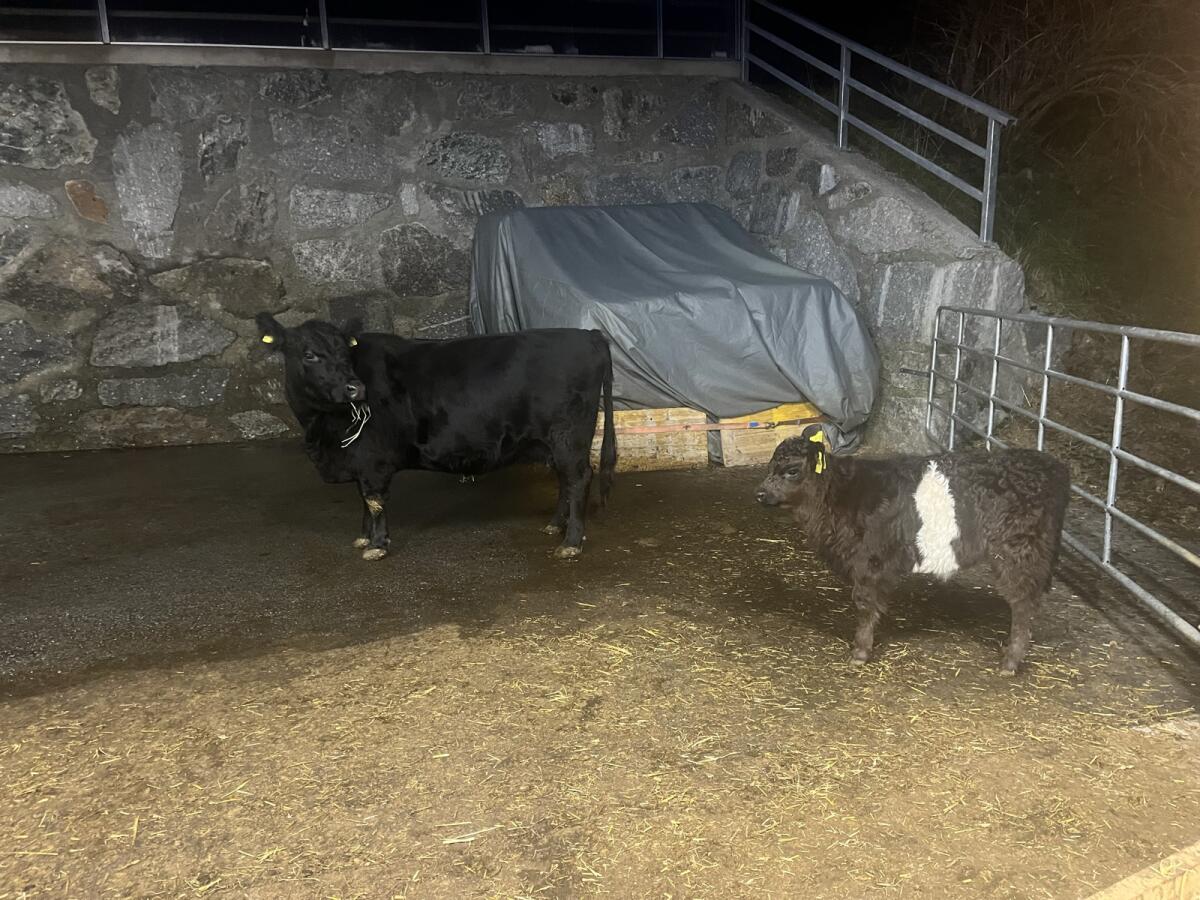 Galloway Kuh mit Kalb 3