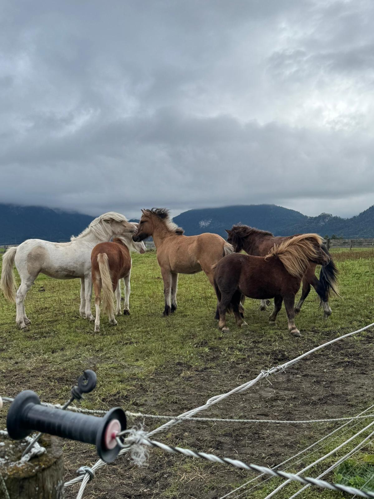 Traumpferd steht zum Verkauf! Hördur 2