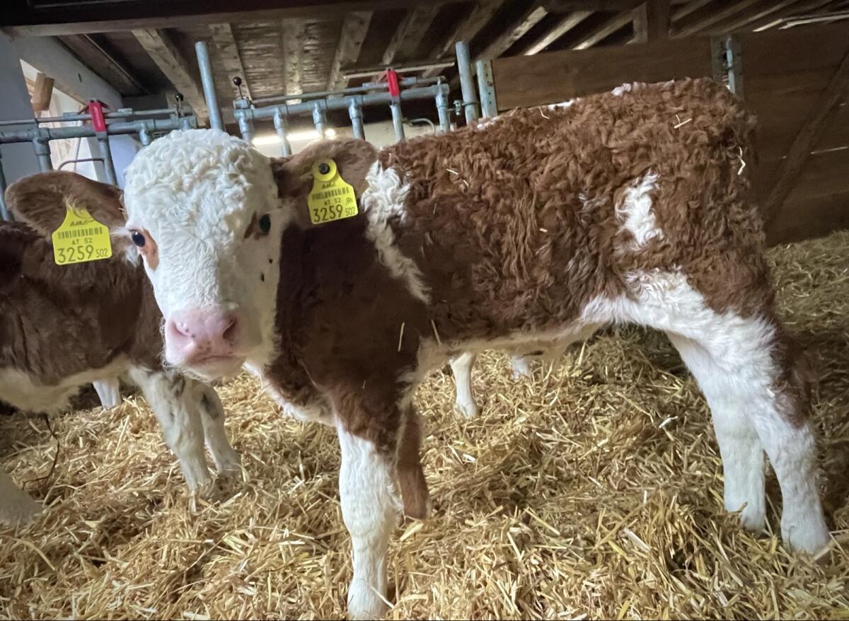 Bio FV Stierkälber (gen. hornlos) 2