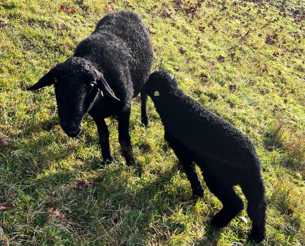 Verkaufe Schaf mit Jungen 2
