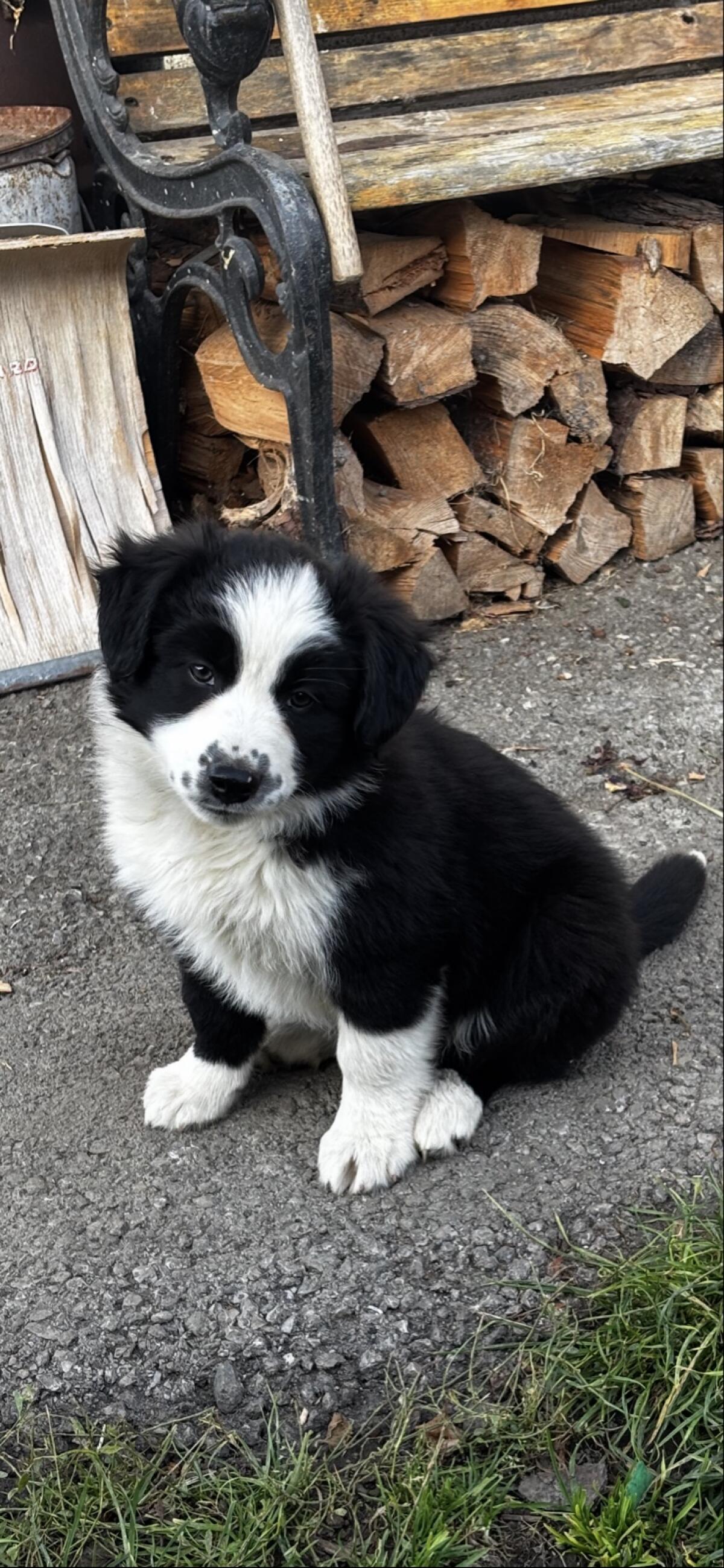 Border Collie Welpen 1