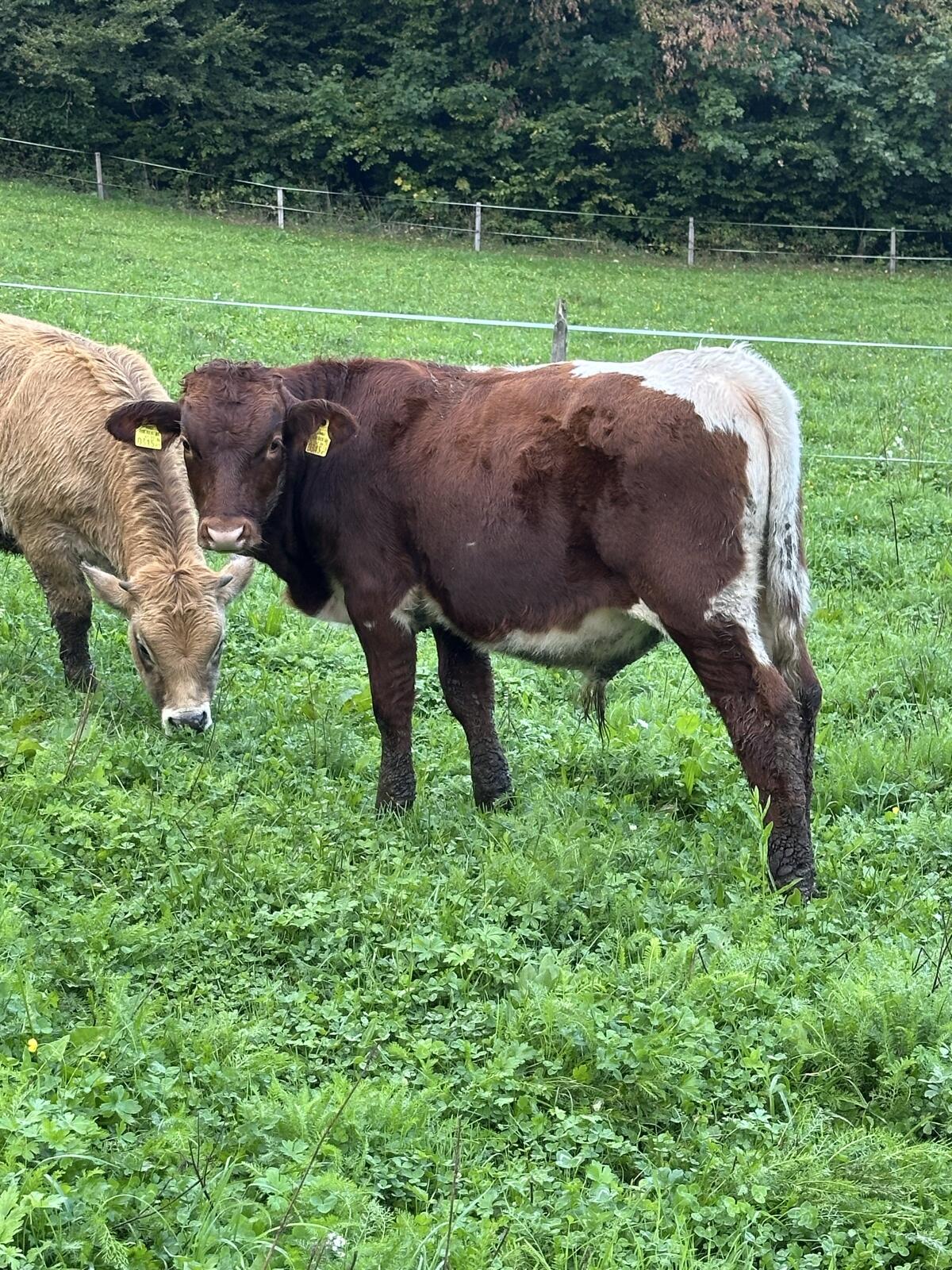 Pinzgauer-Einsteller 3