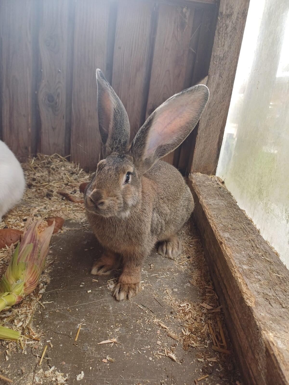 Deutsche Riesenkaninchen 1