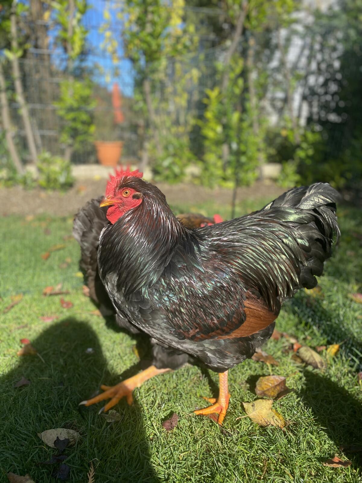 Barnevelder Hahn – 7 Monate alt 2