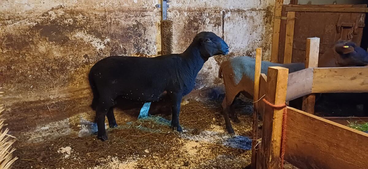 2 Jurawidder zu verkaufen