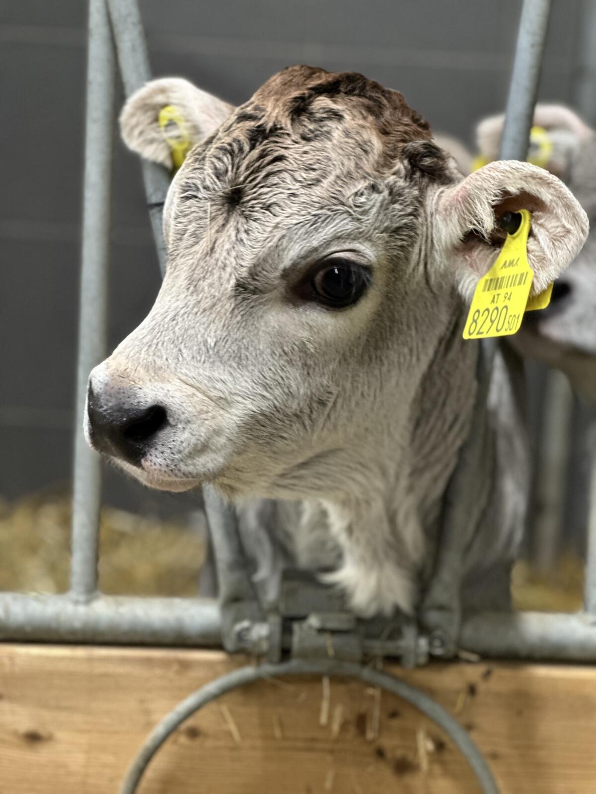 Tiroler Grauvieh Stierkalb 1