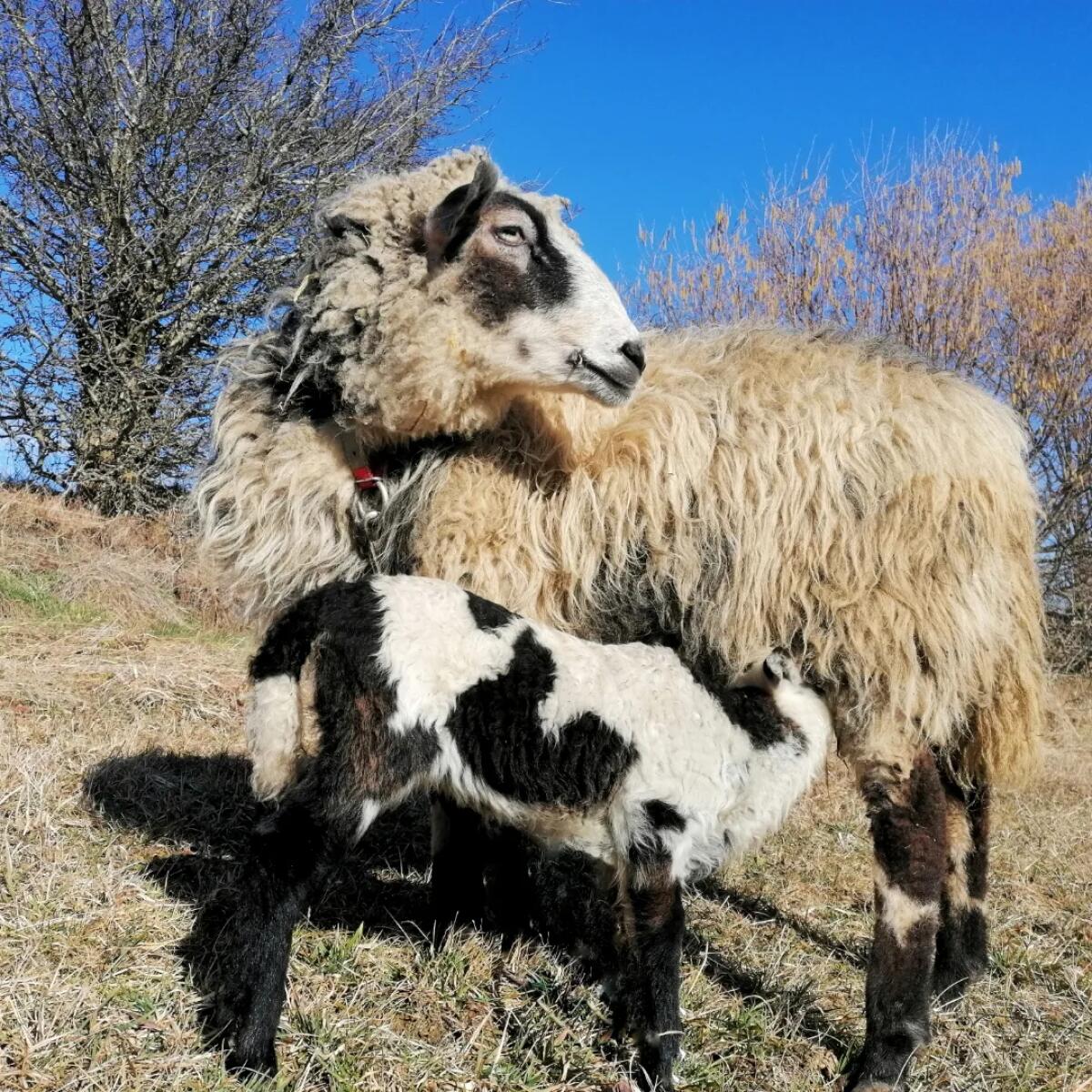 Krainer Steinschafe Herde 3