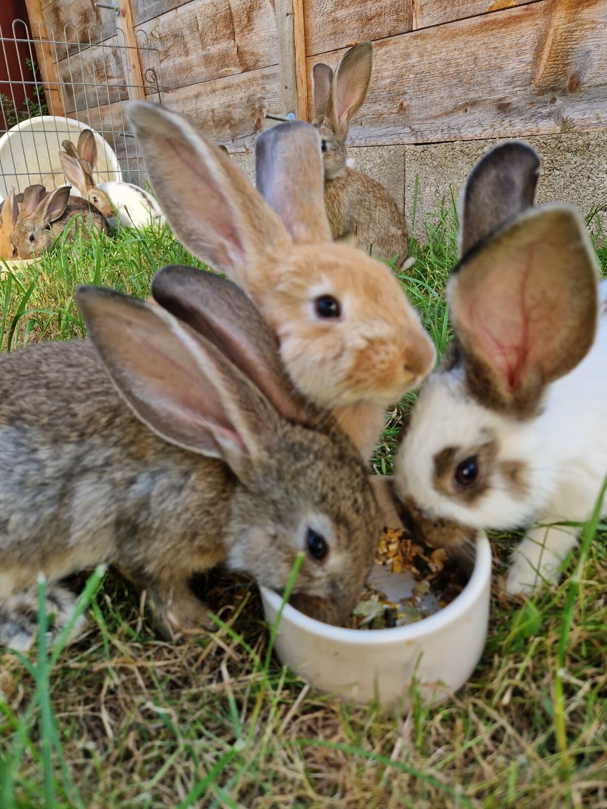 Kaninchen abzugeben 2