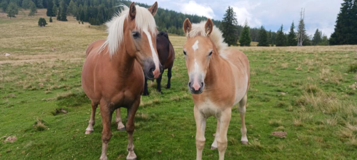 Haflinger Stutfohlen 1