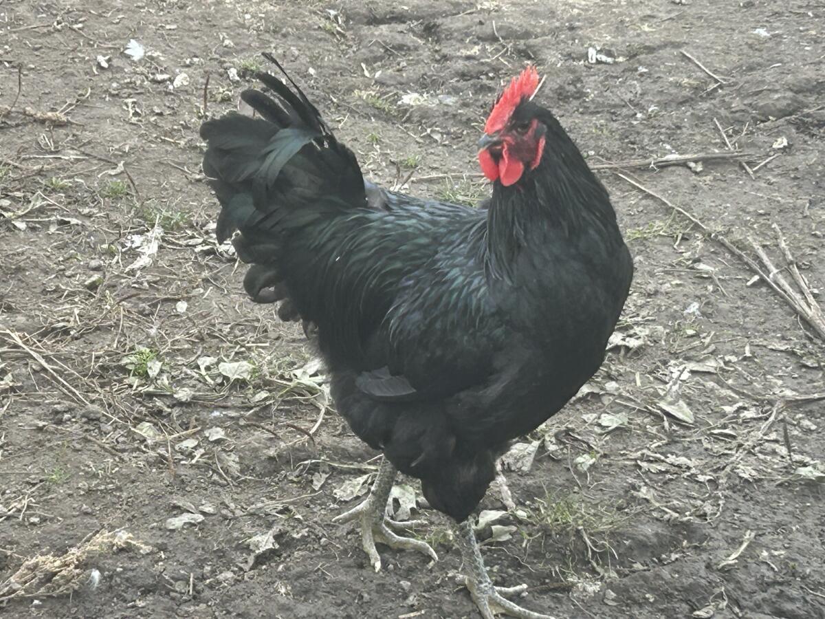 6 Jersey Gigant Hähne 1