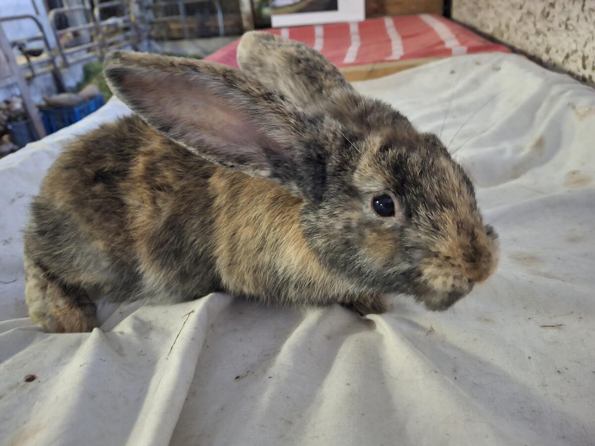 Kaninchen 2