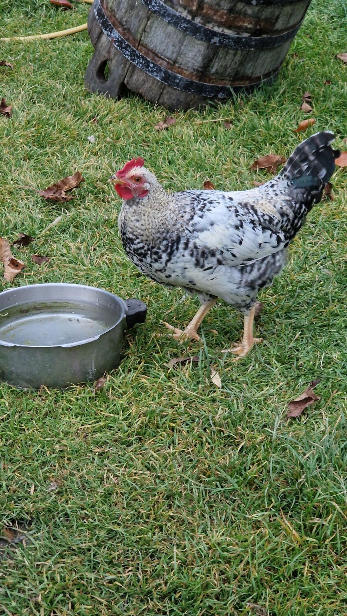 Steinpiperl Zwerghähne 2