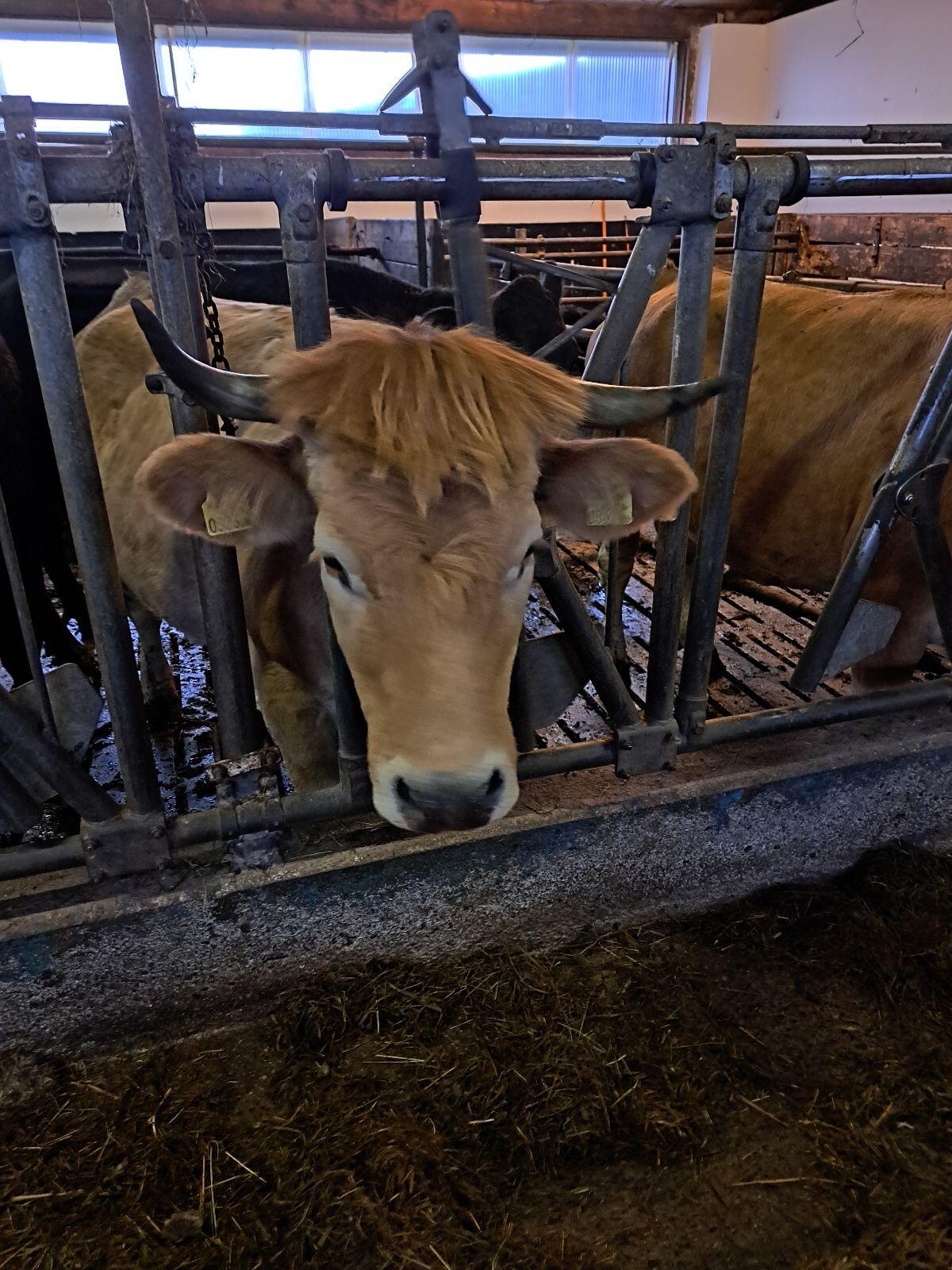 Reinrassige Murbodner Mutterkühe 3