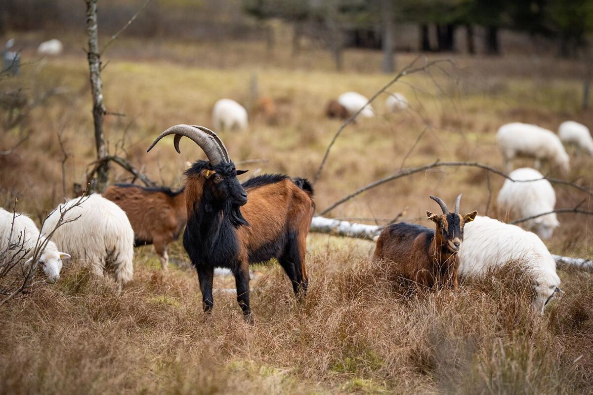 Pinzgauer Ziegenbock 3