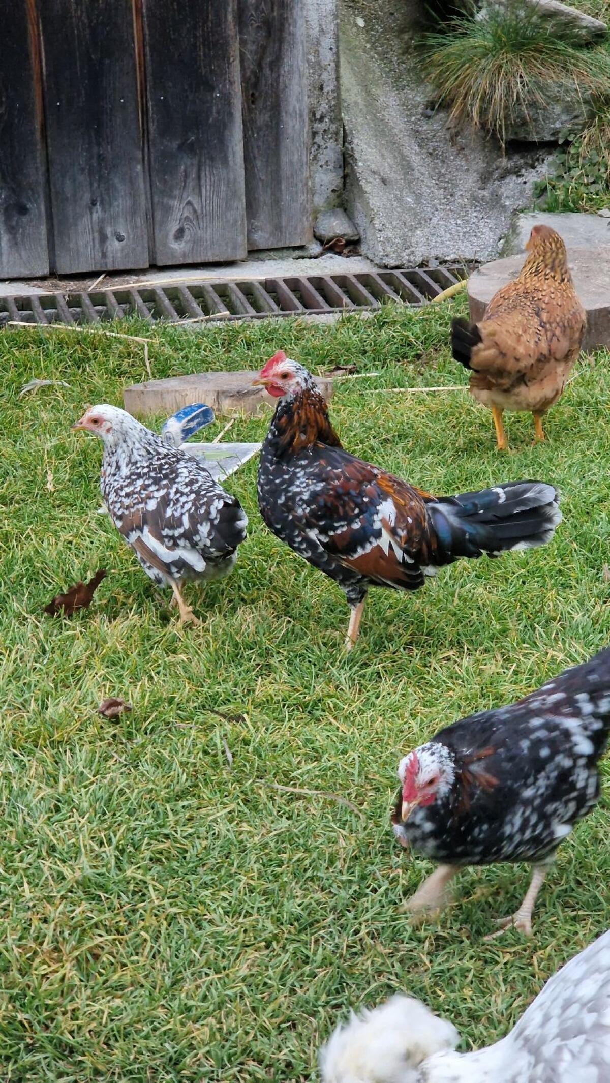 Steinpiperl Zwerghähne 1