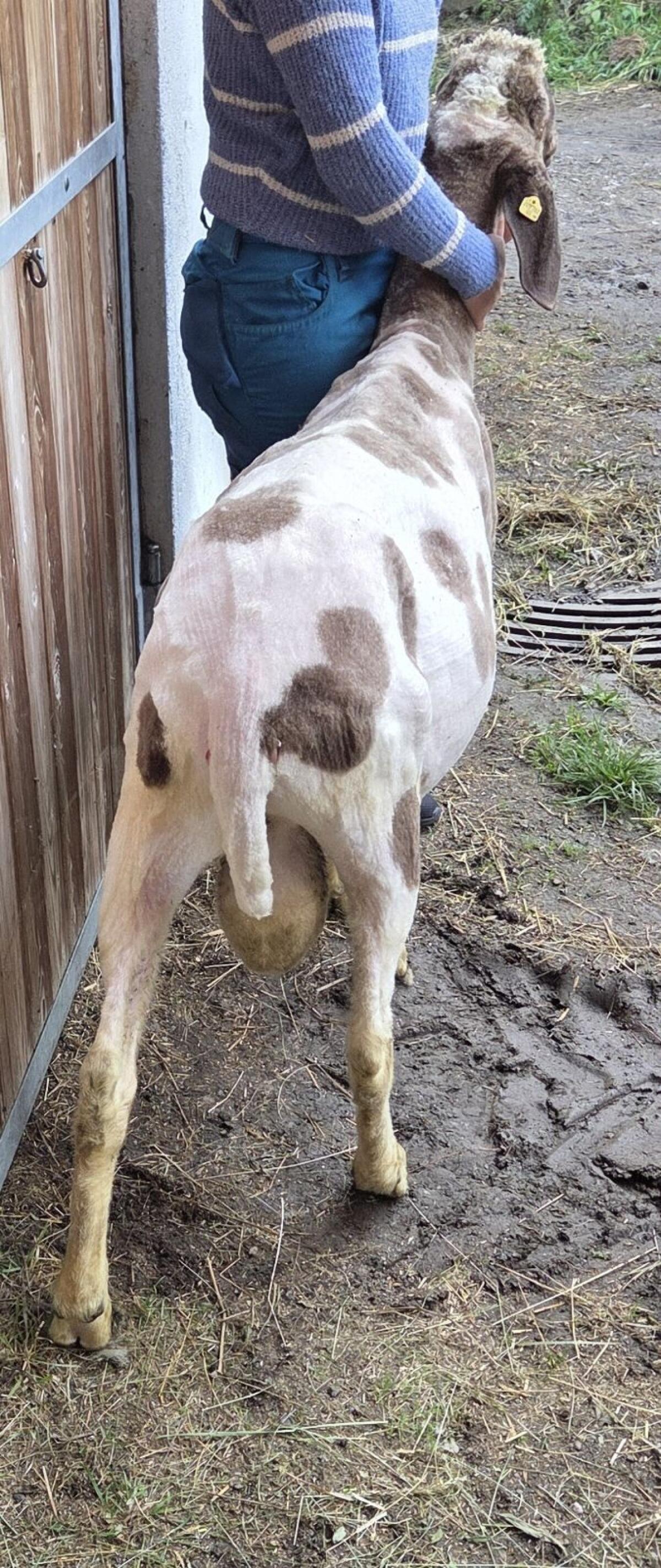 Kugelscheckenwidder 3