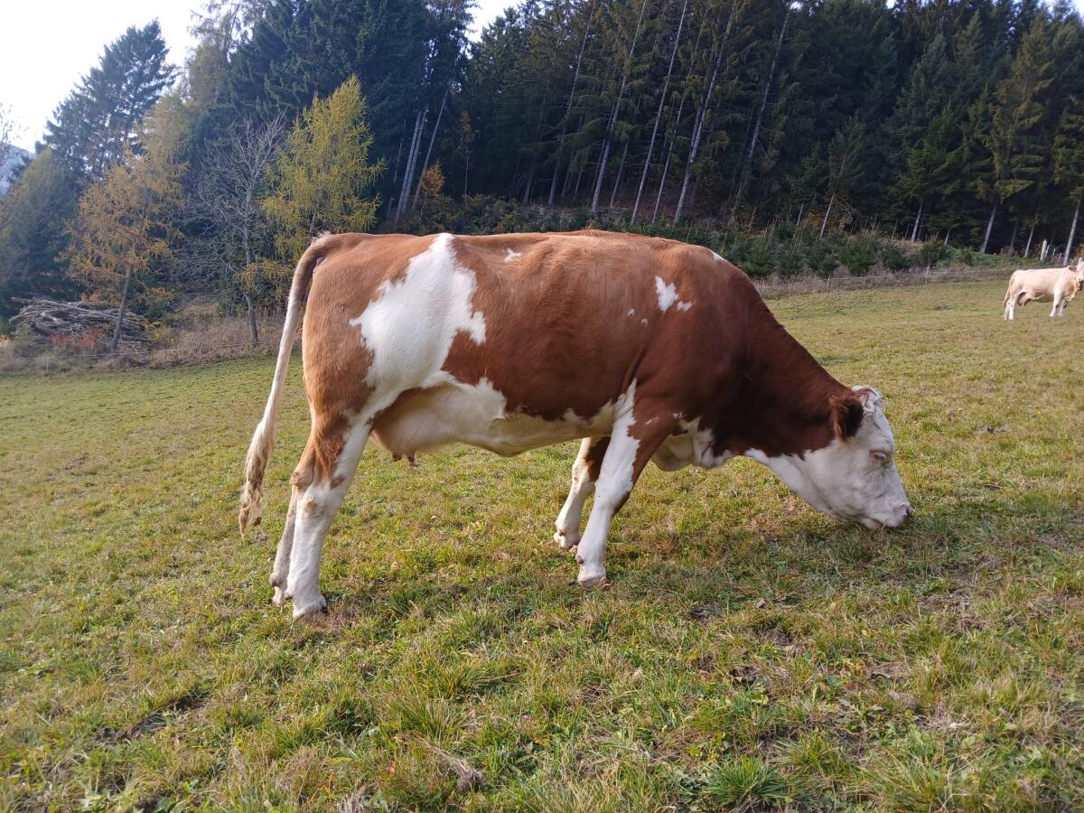 Verkaufe trächtige Fleckviehkuh 2