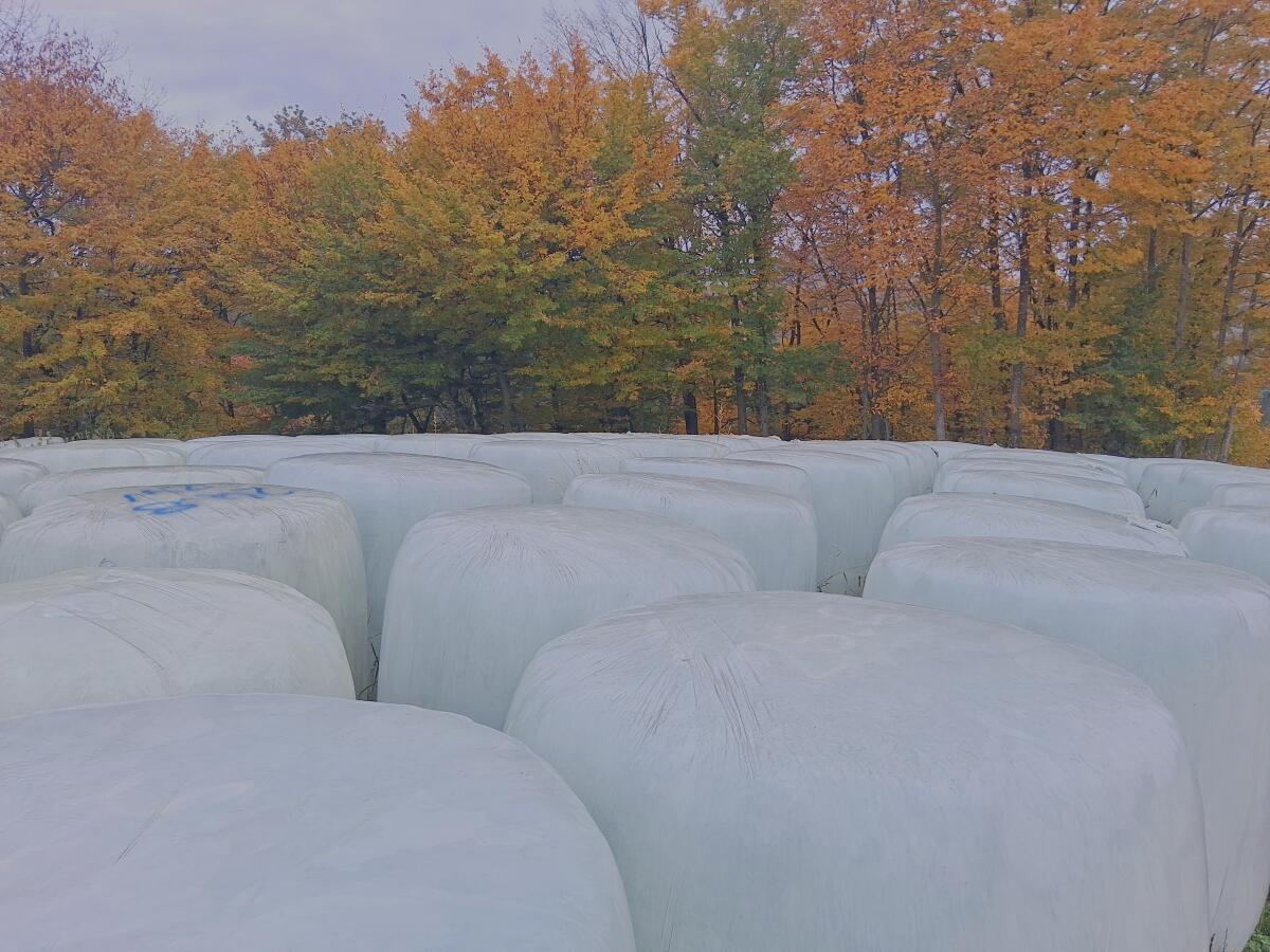 Grassilagerundballen 1-3 Schnitt abzugeben 1