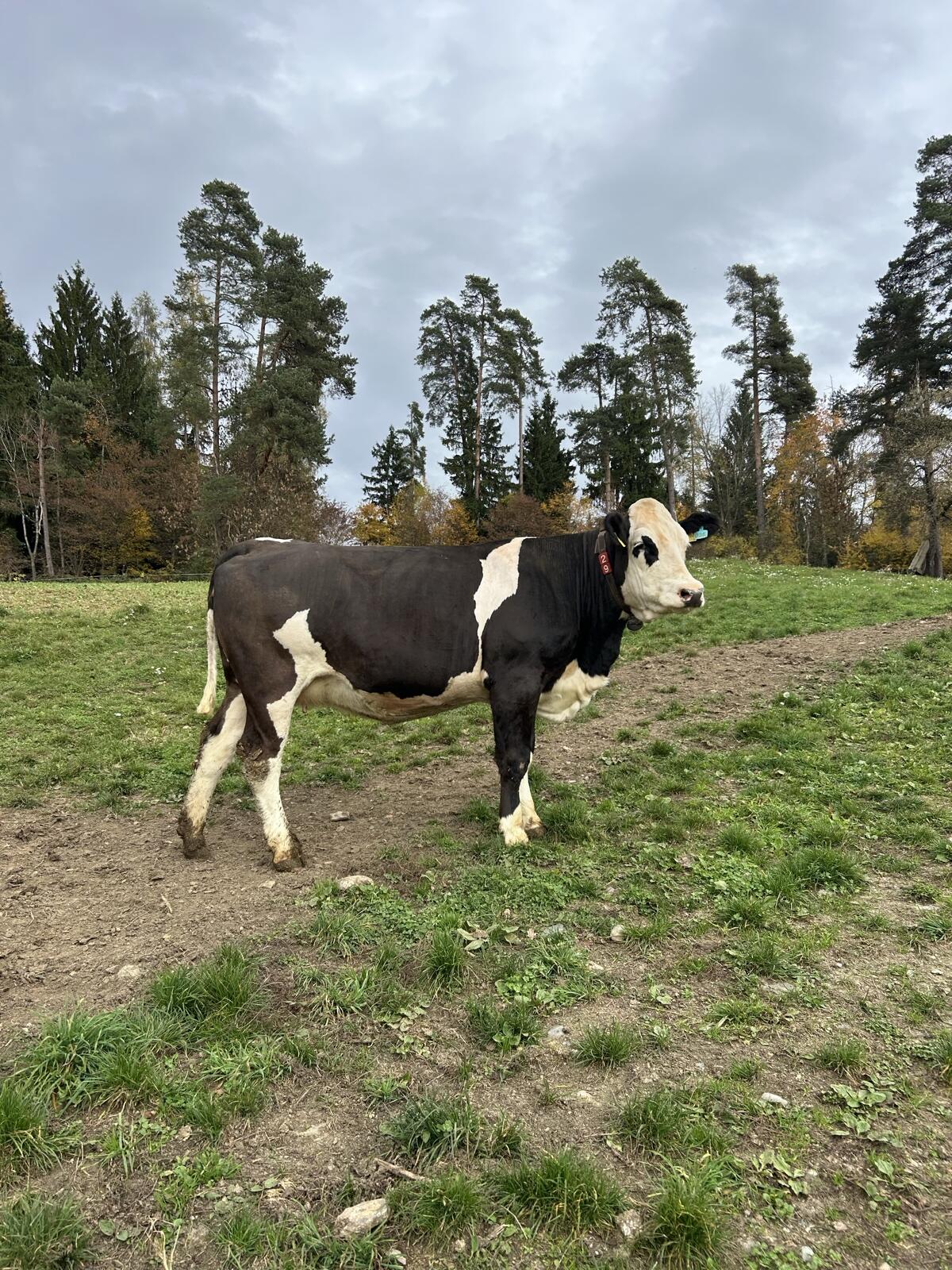 Fleckvieh/Holstein Kalbin 1