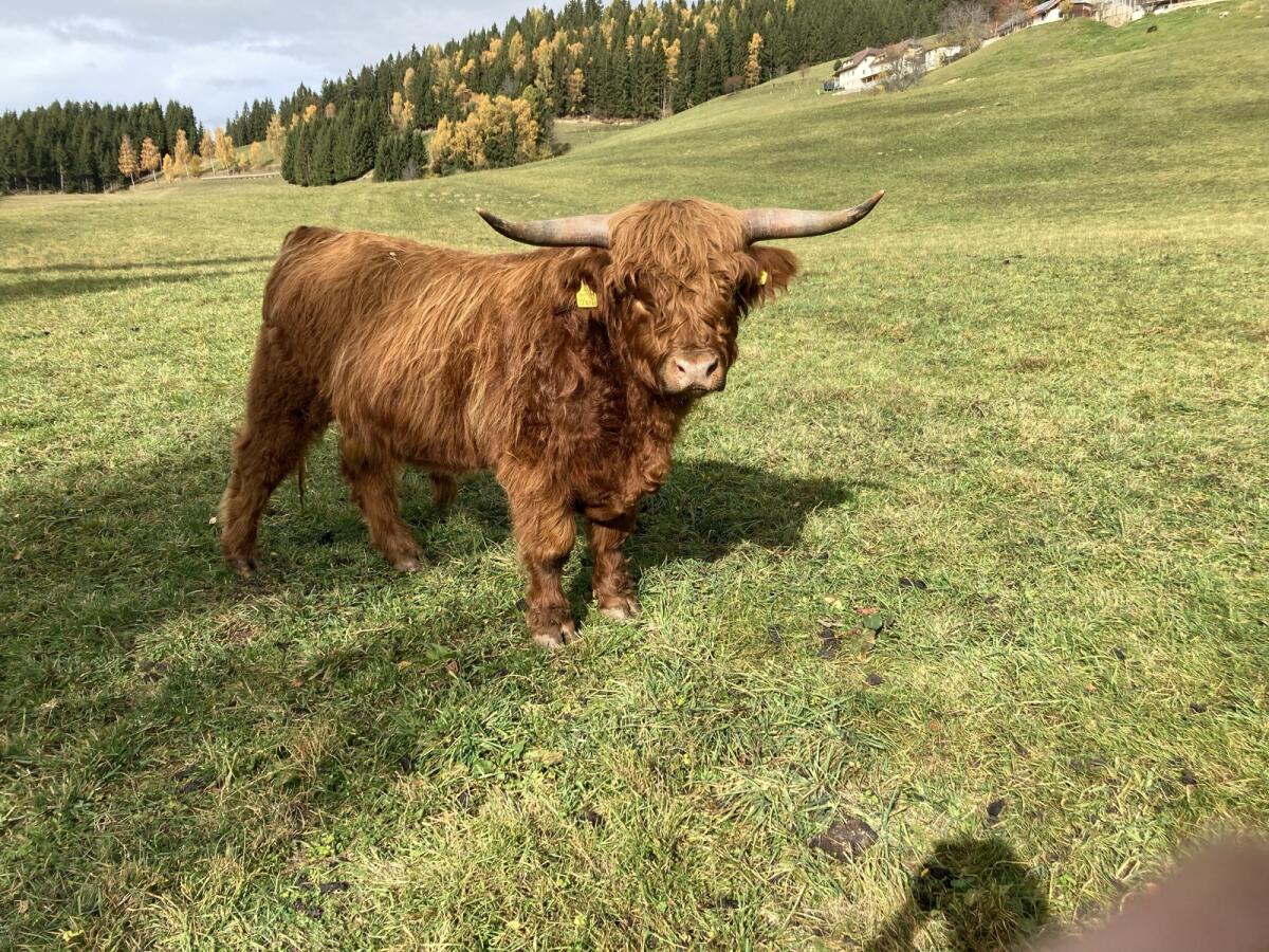 Kanadischer Hochlandrinderstier zu verkaufen 2