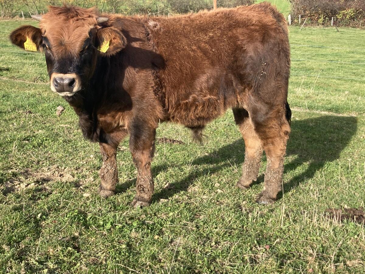 Bio Aubrac Absetzer männlich 1