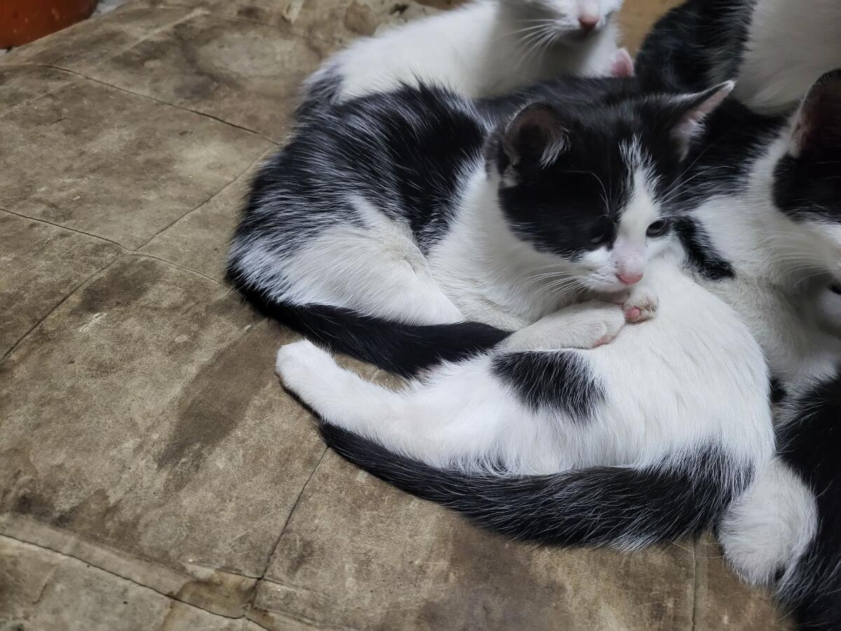 Europäische Kurzhaarkatze 1