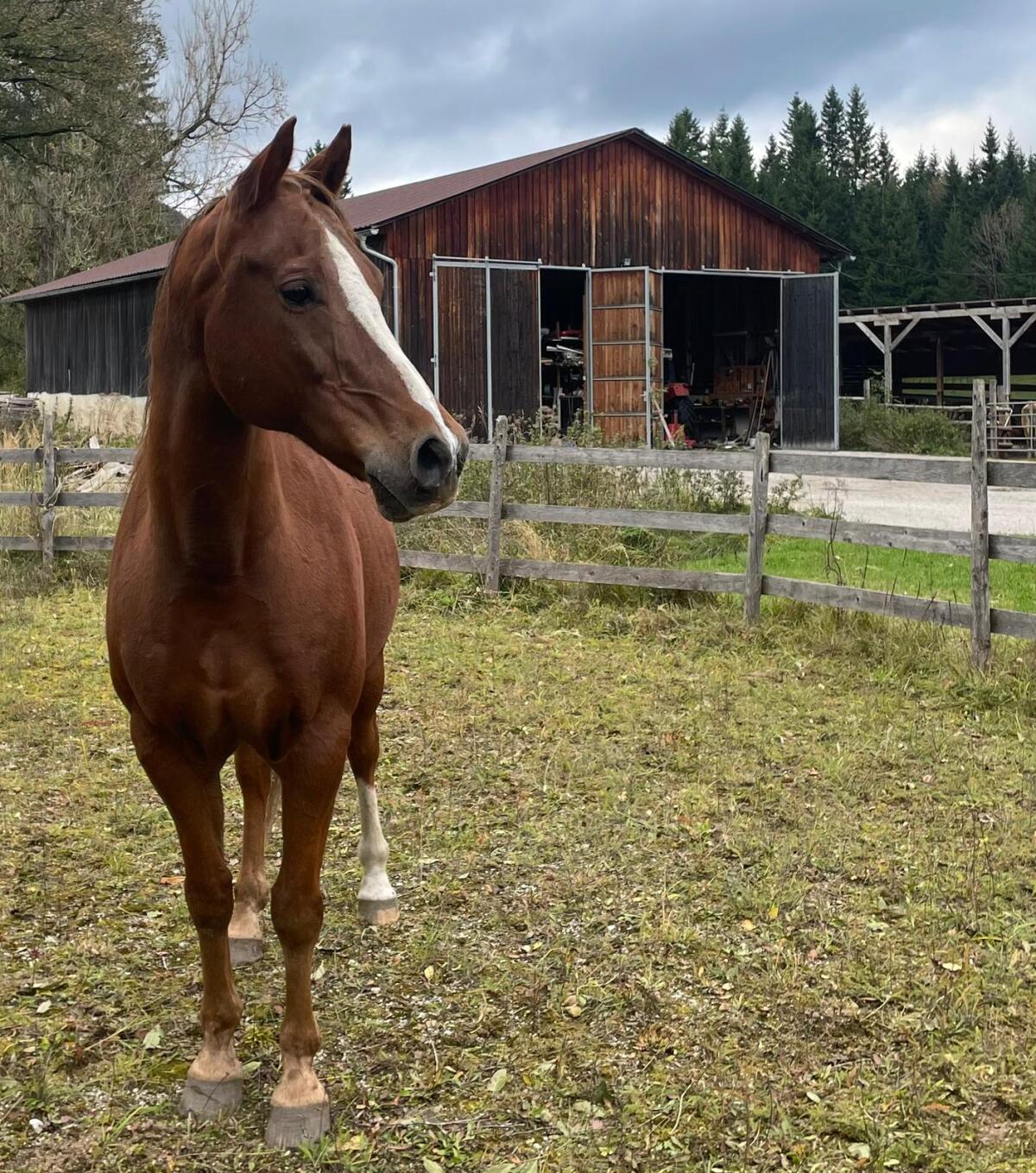 Warmblut Wallach Joe 1