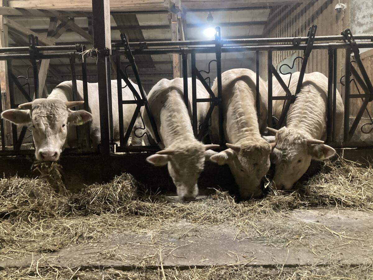 BIO Charolaisstiere 3