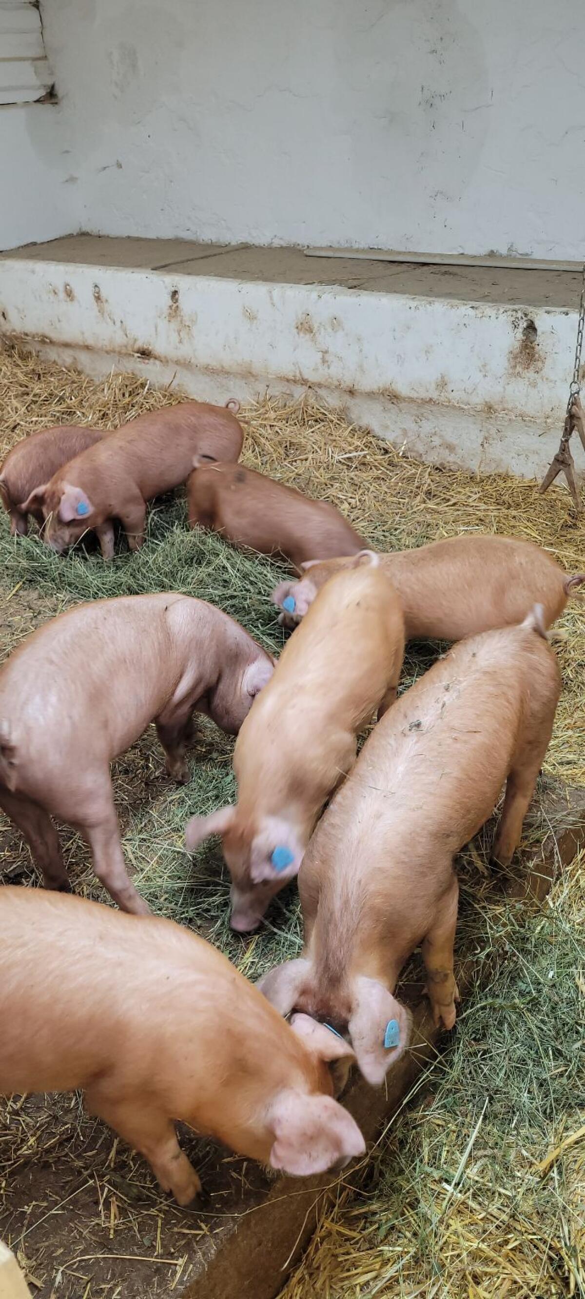 Ferkel Duroc x Pit 2