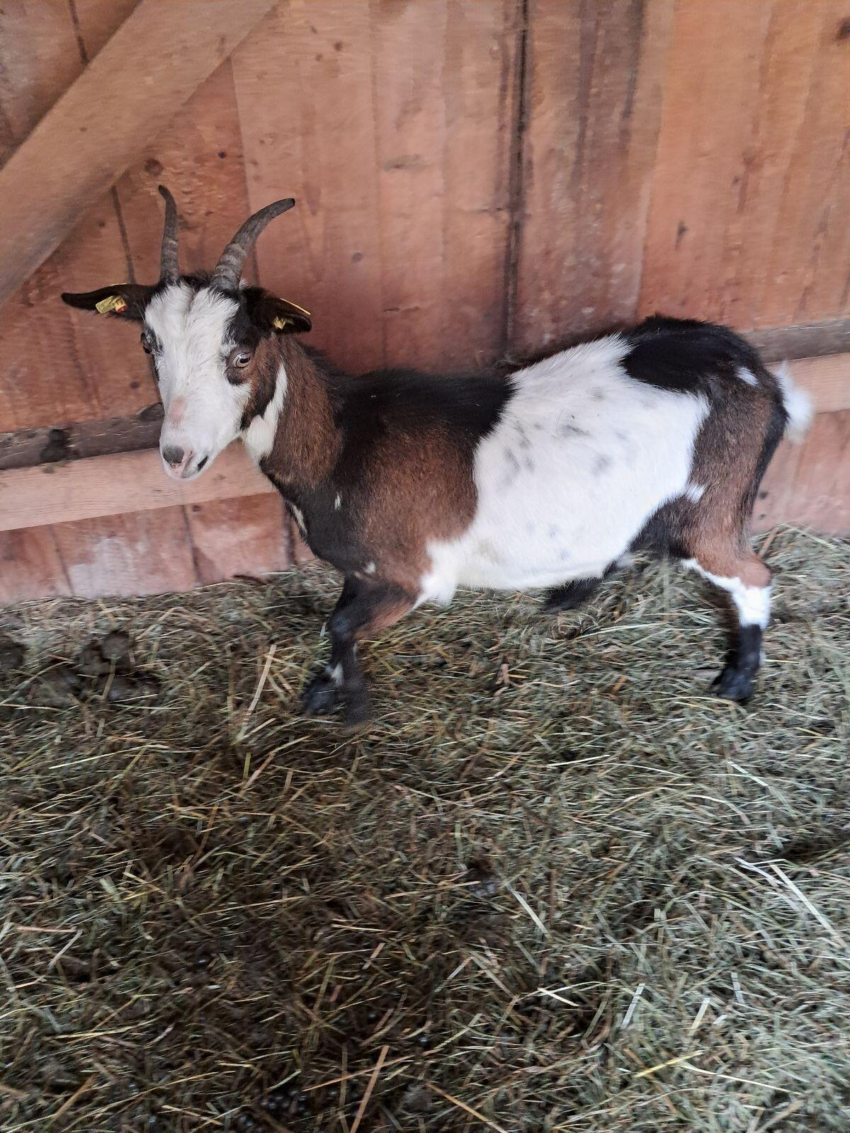 Tauernschecken Kitz 2