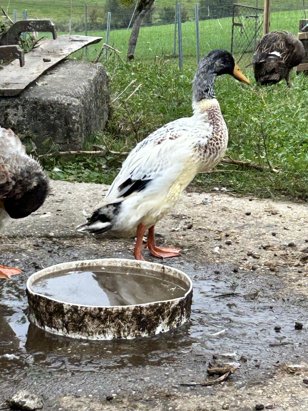 Laufenten zu verkaufen 2