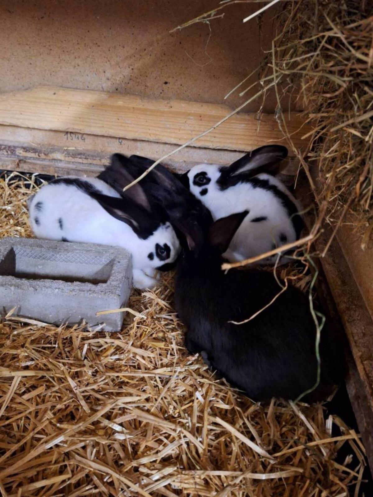 Deutsche Riesenschecken 2