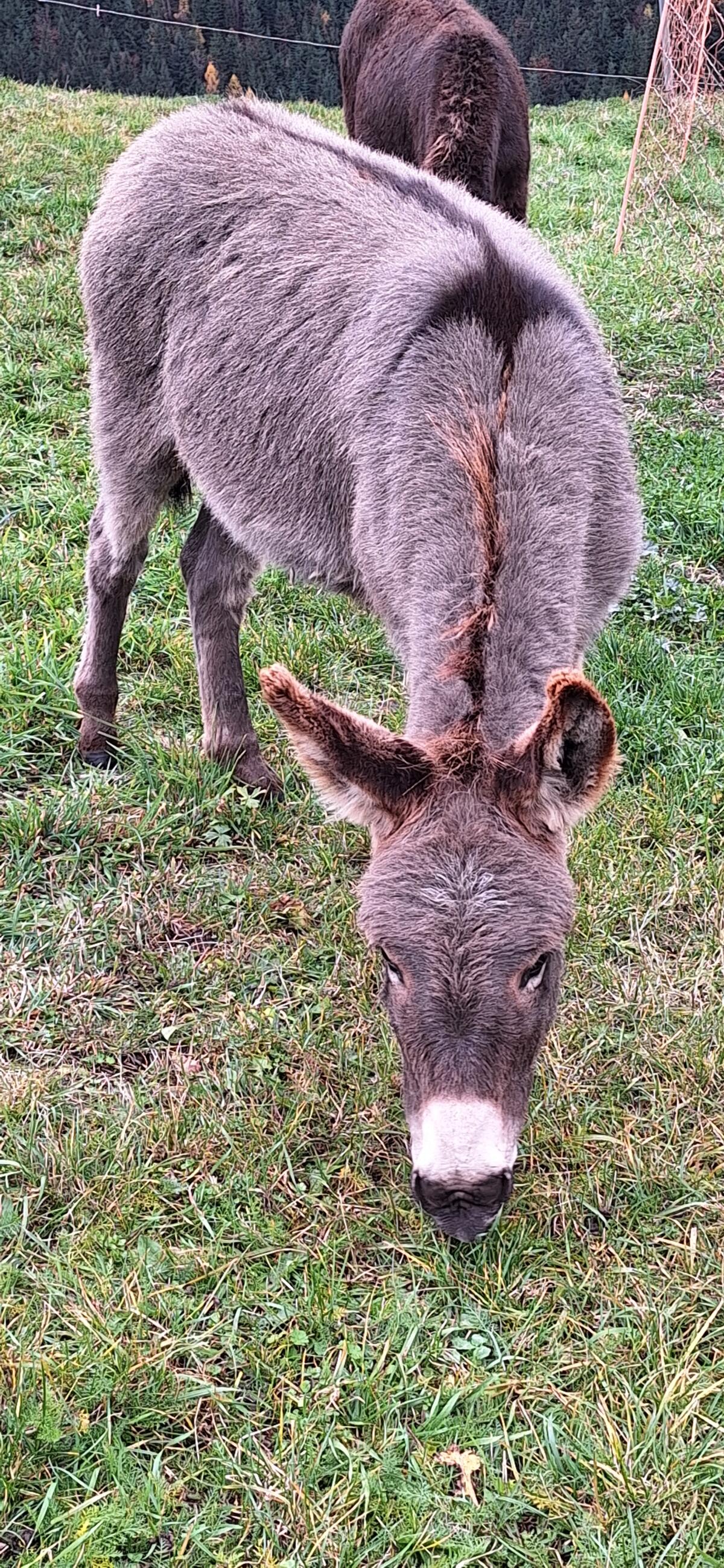 Esel und Pony Hengst abzugeben 3