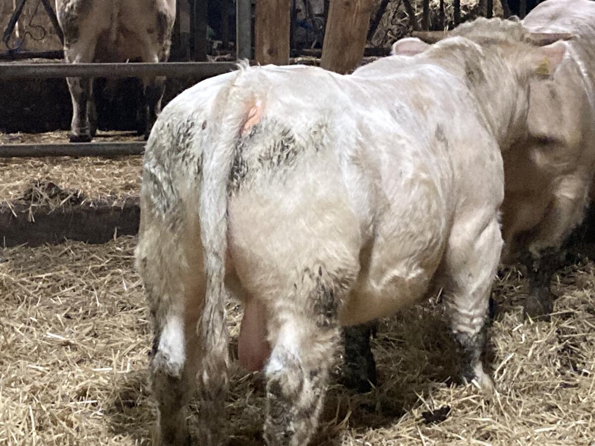 BIO Charolaisstiere 1