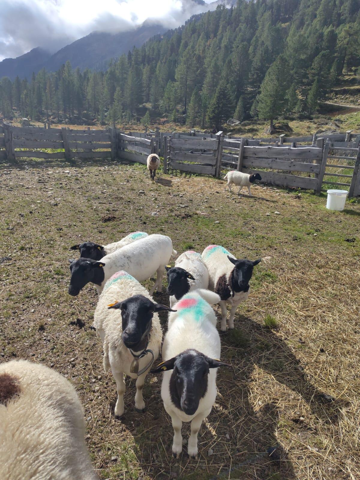 Dorperschafe zu verkaufen 1