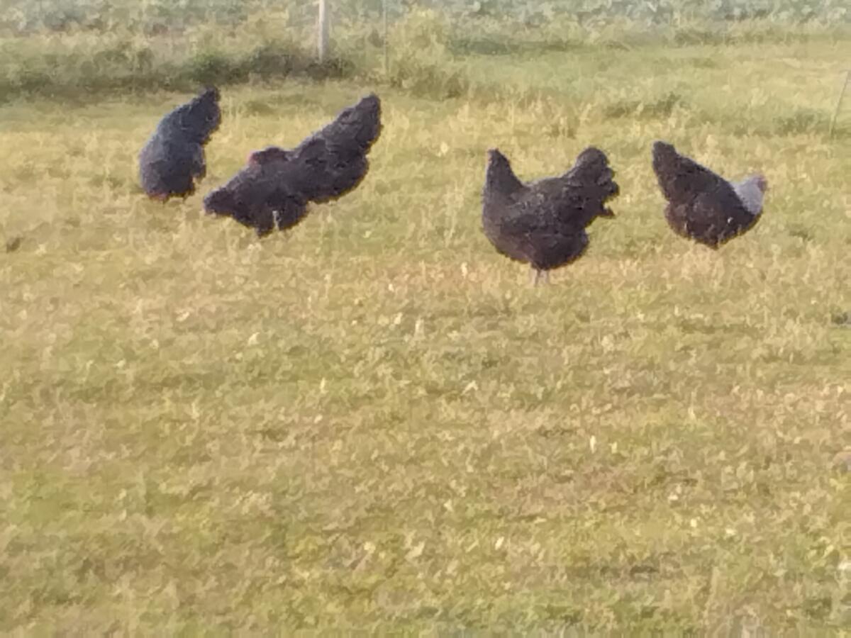 Australorps, Niederrheiner und Pommerngänse 2