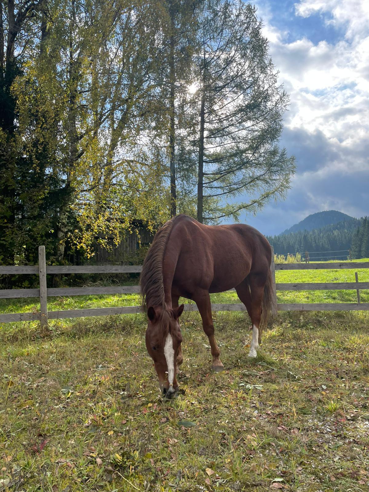 Warmblut Wallach Joe 2