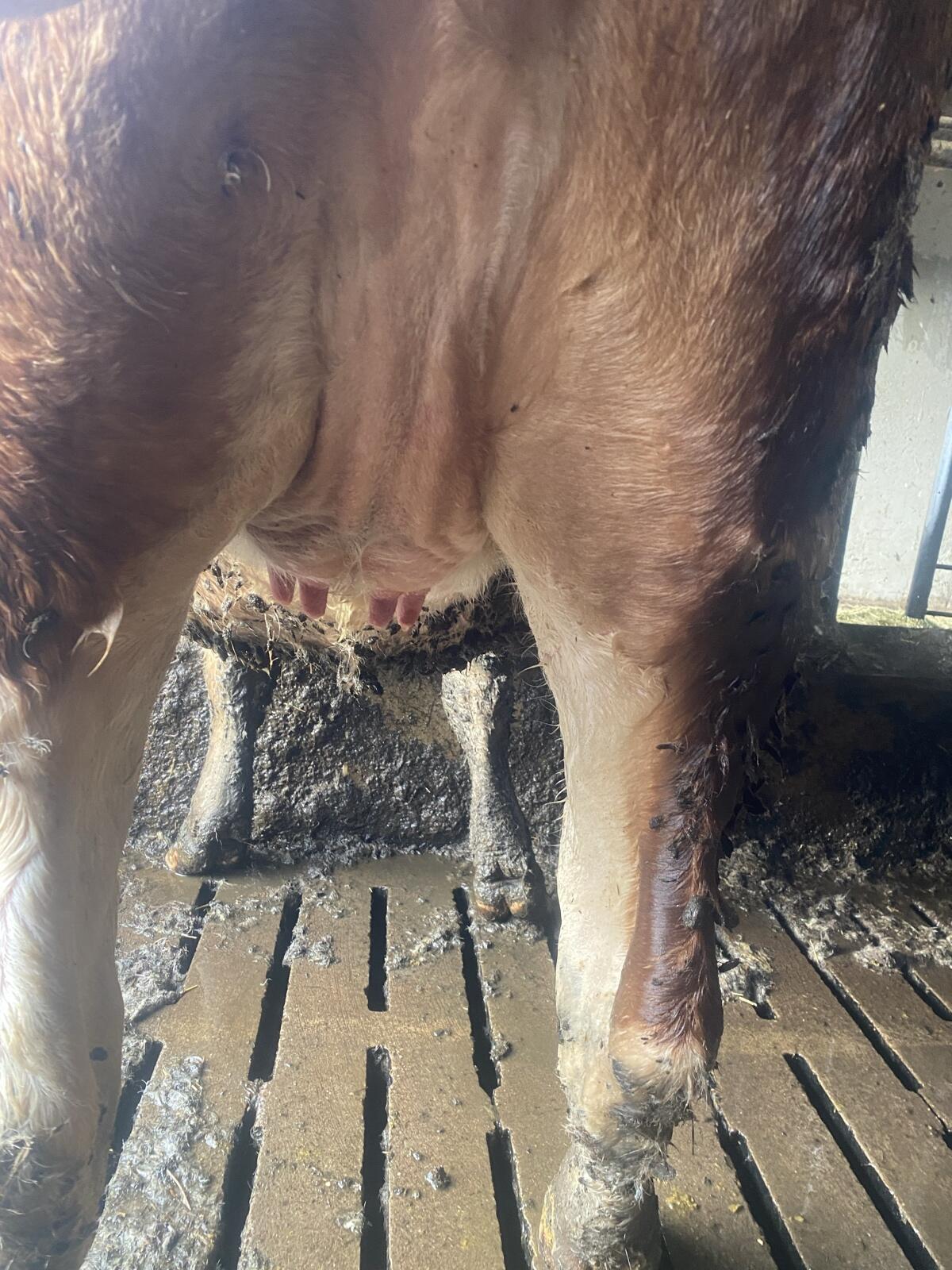 Trächtige Fleckviehkalbin mit Potential 2