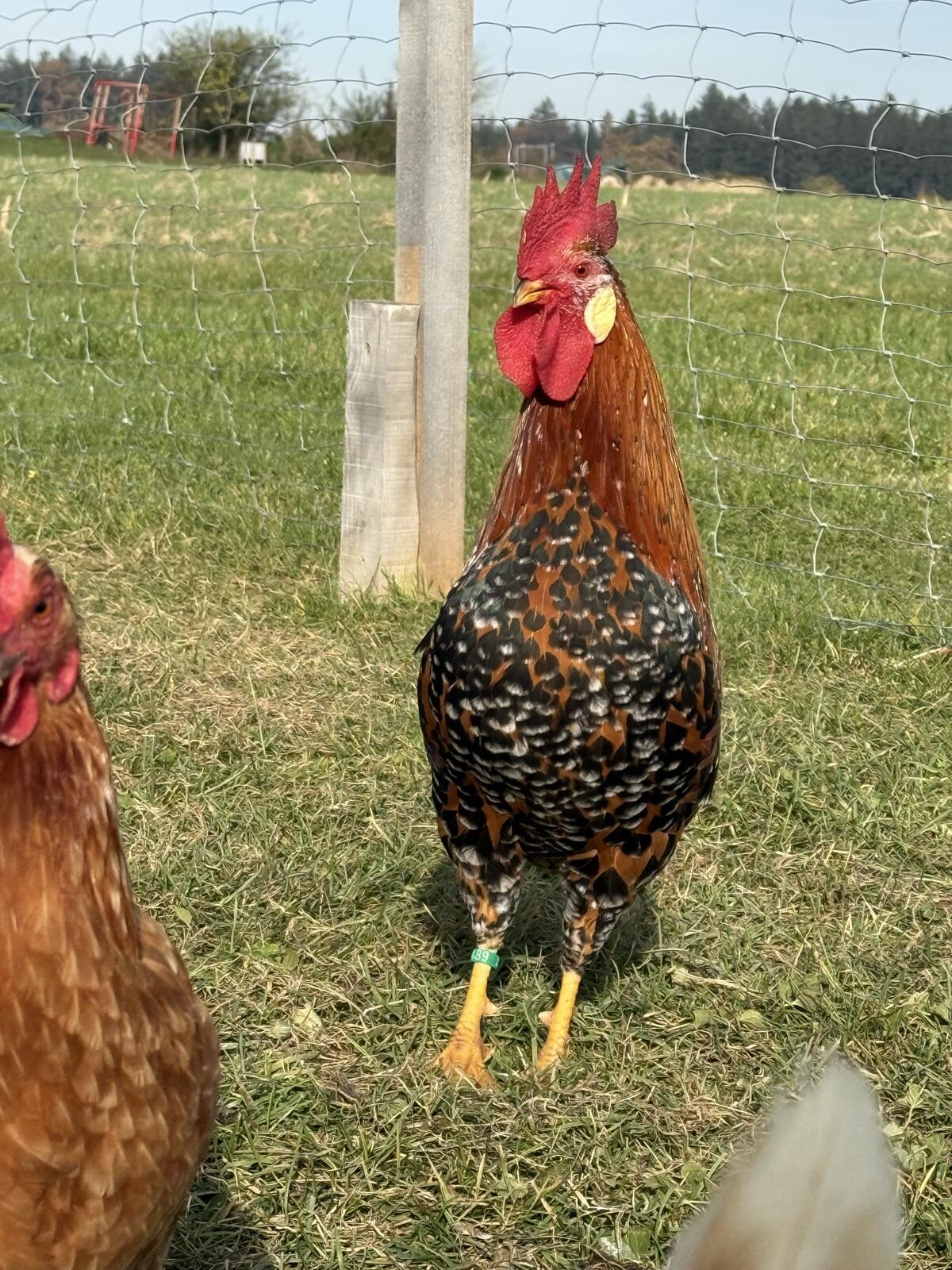 Zuchtstamm Zwerg Italiener Gold Porzellan 2