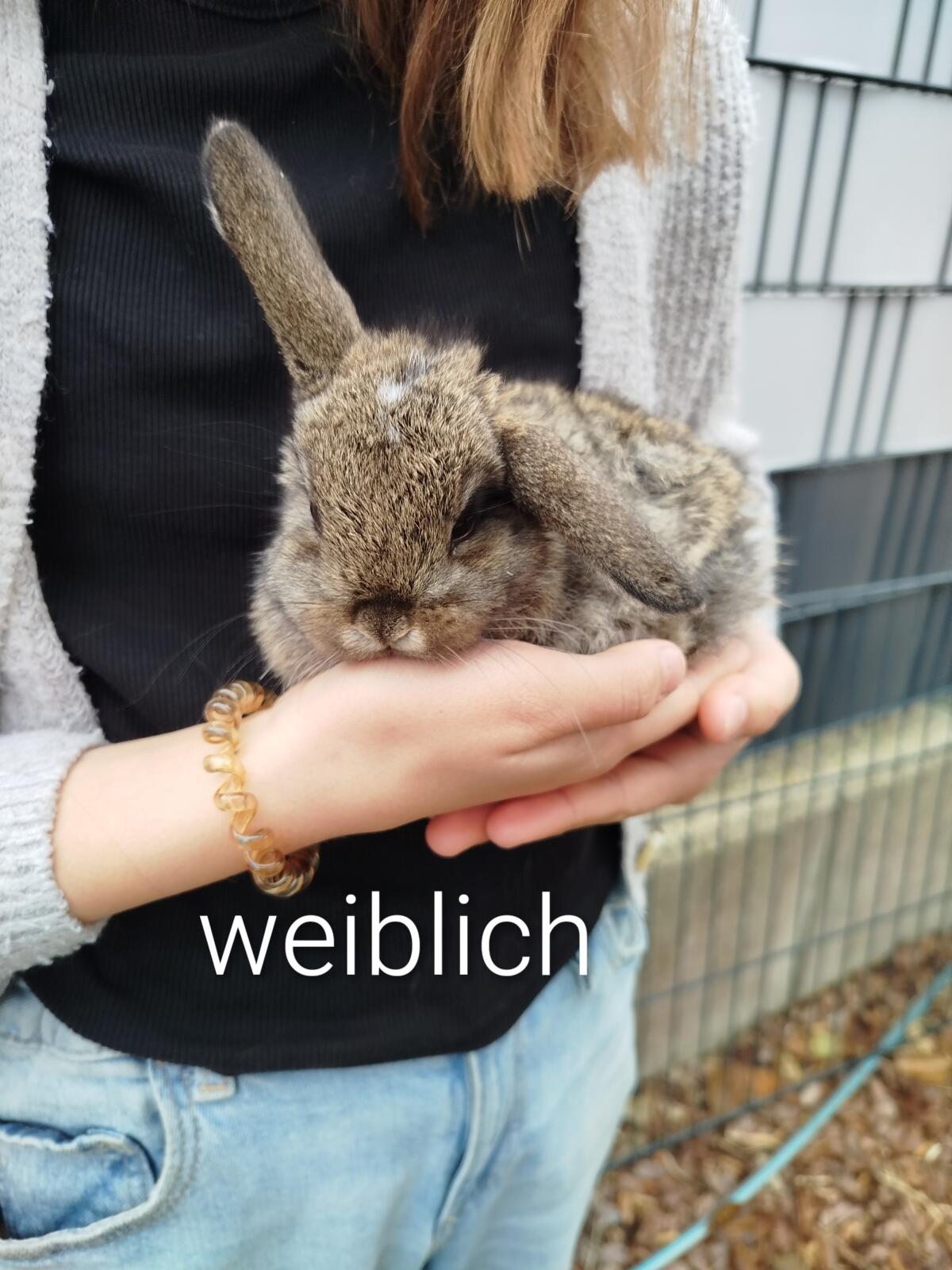 Zwergkaninchen und Meerschweinchen 2