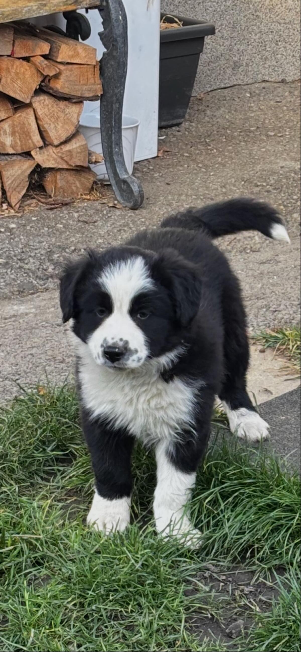 Border Collie Welpen 2