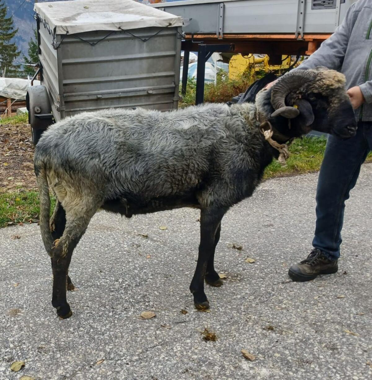 HB-Steinschaf Widder 2