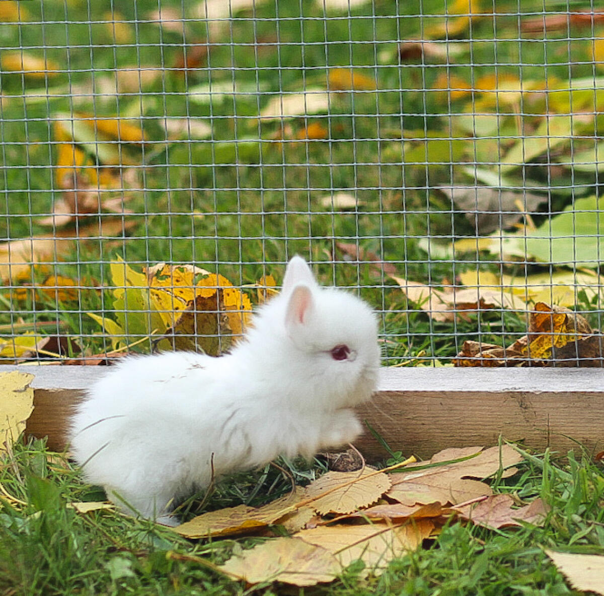 Teddyzwergkaninchen reinrassig männlich 1