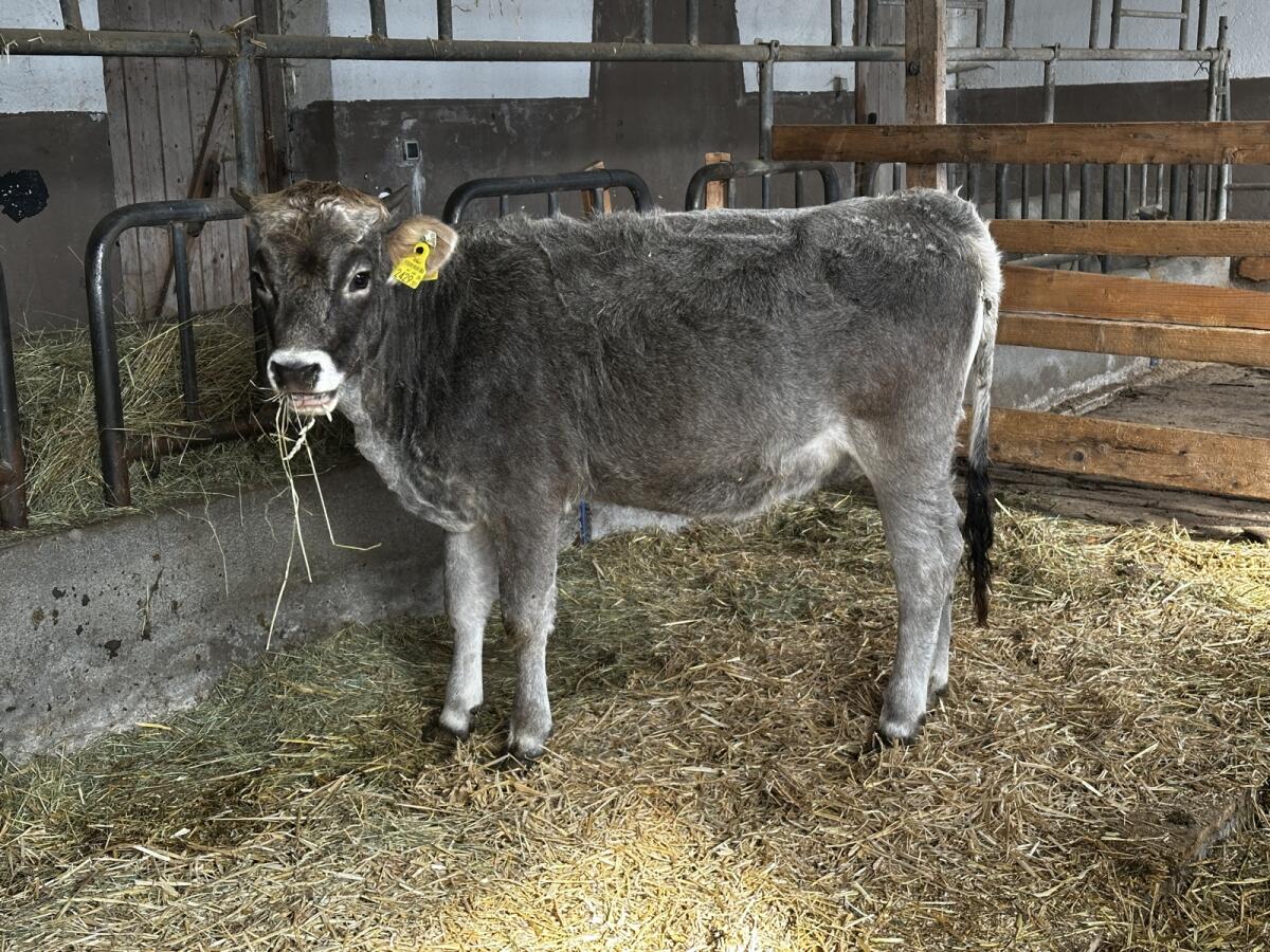Tiroler Grauvieh Jahrling weiblich 2