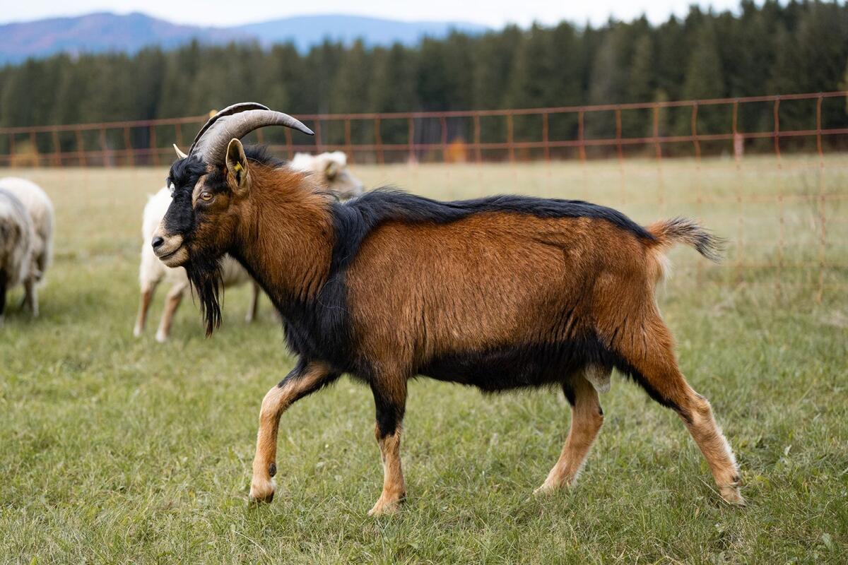 Schöne Ziegenböcke zu verkaufen 3