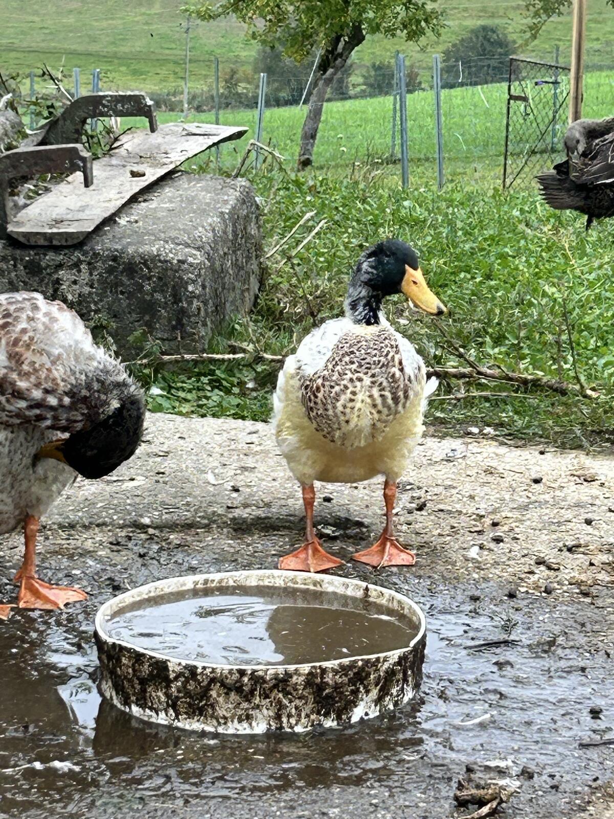 Laufenten zu verkaufen 1