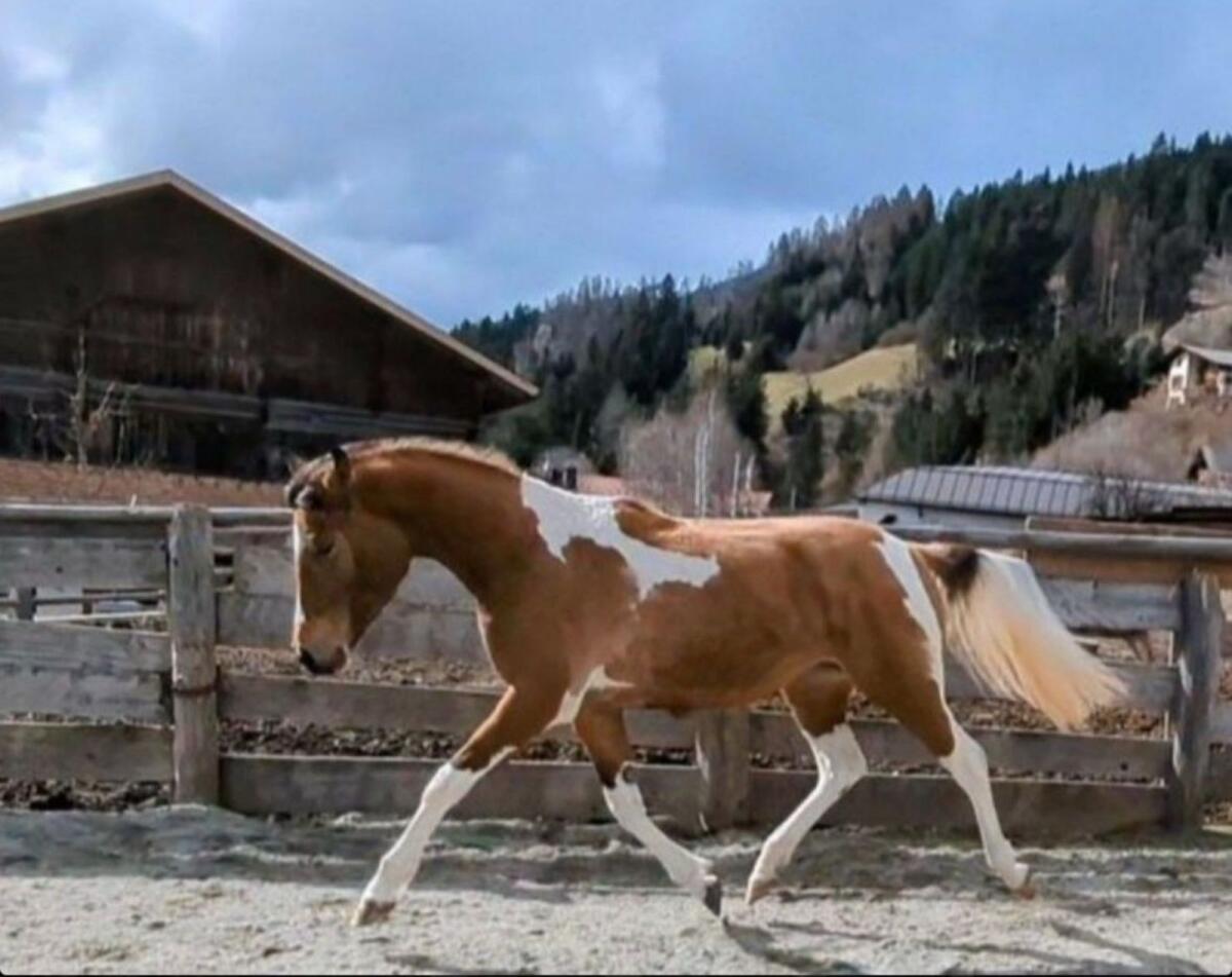 Araber-Pinto-Mix Stute 1