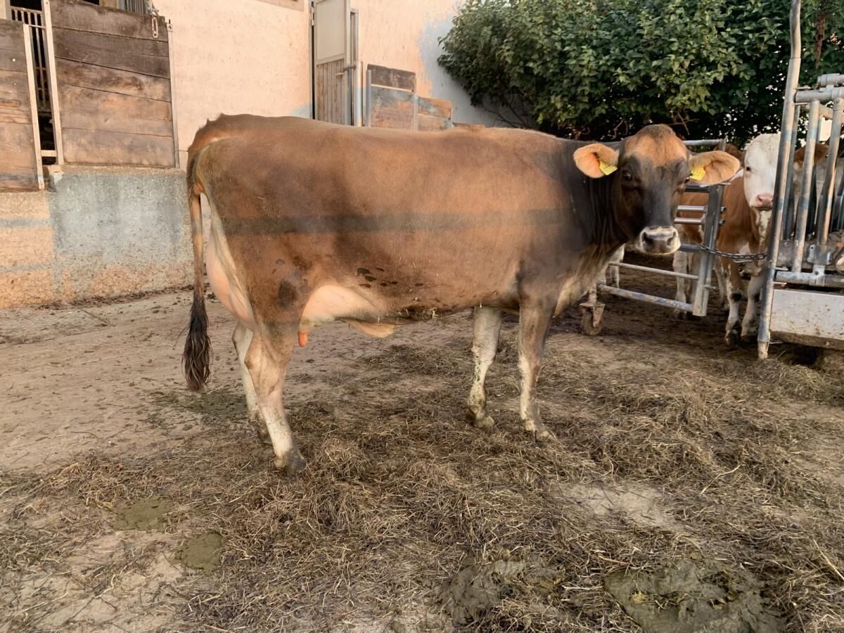 Hornlose Jersey-Jungkuh - Bio 3